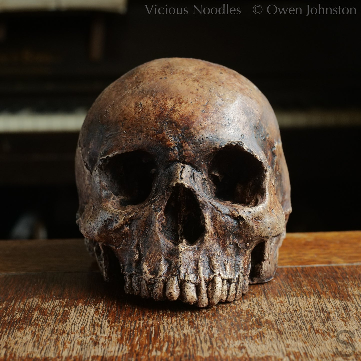 Human skull replica without jaw, life size, resembles an ancient fossil. Shades of reddish brown and dark brown in colour, finished with lacquer.
