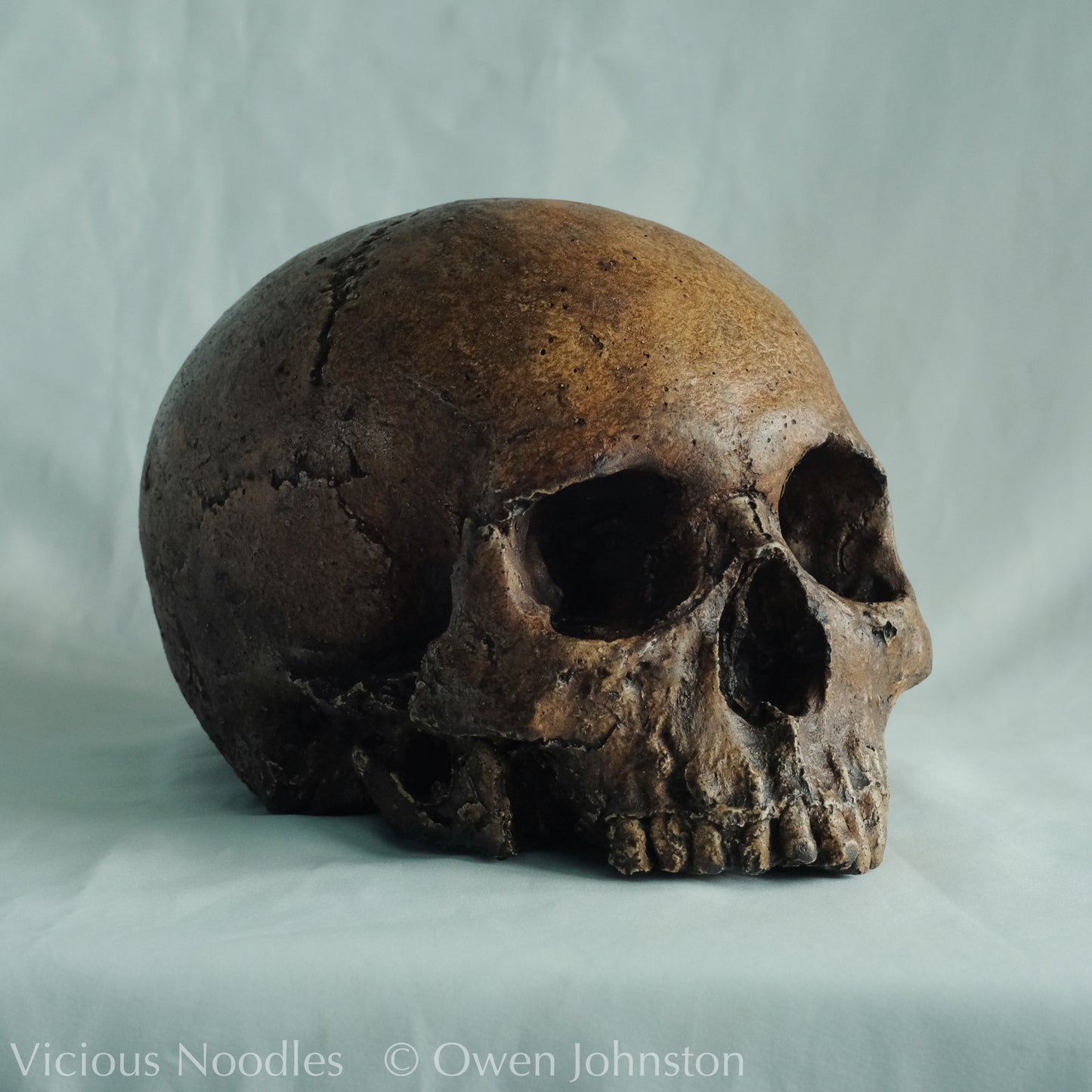 Human skull replica, fossil finish, dark reddish brown