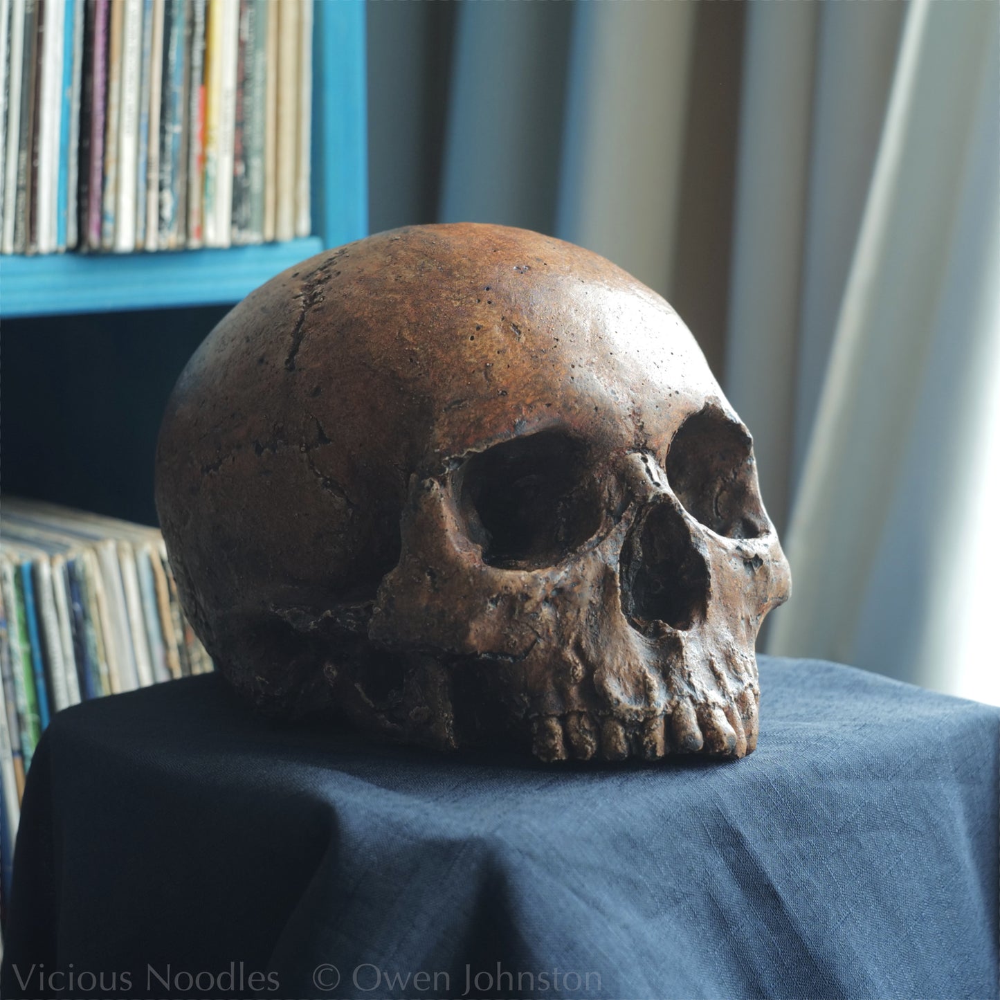 Human skull replica, fossil finish, dark reddish brown