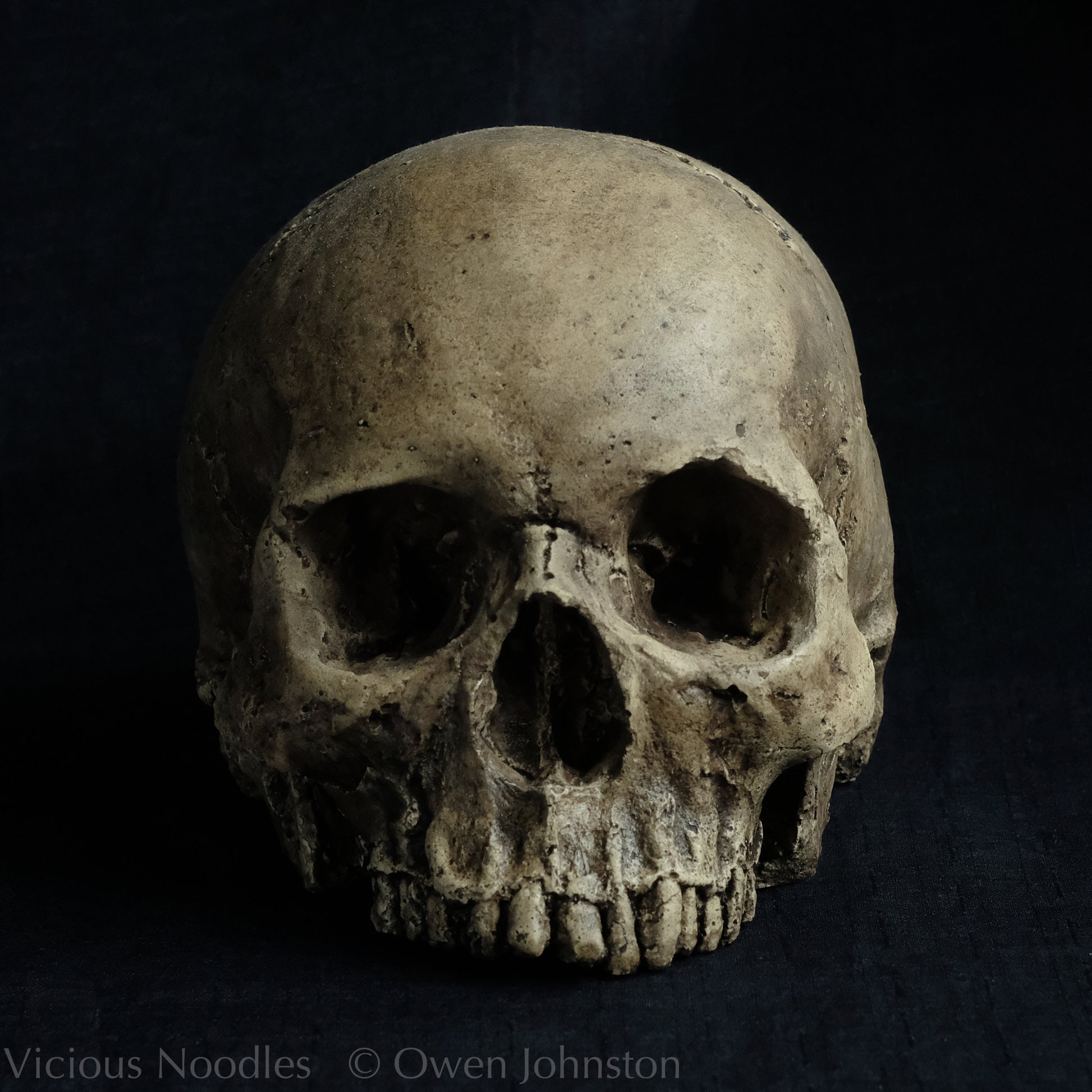 Human skull replica without jaw, life size, warm ivory bone colour with dark weathering, finished with lacquer.
