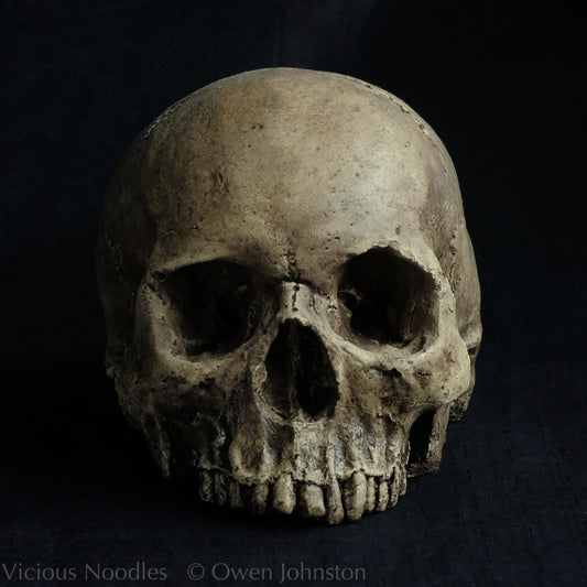 Human skull replica without jaw, life size, warm ivory bone colour with dark weathering, finished with lacquer.
