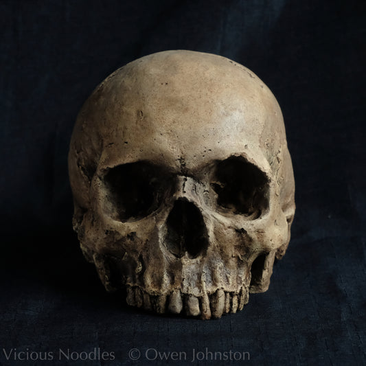 Human skull replica without jaw, life size, warm ivory bone colour with dark weathering, finished with lacquer.
