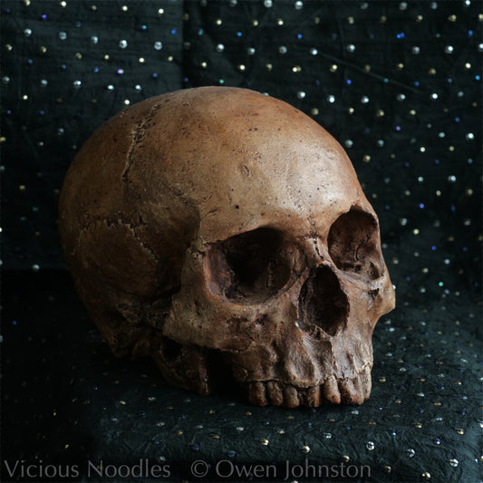 Human skull replica, fossil finish, reddish brown