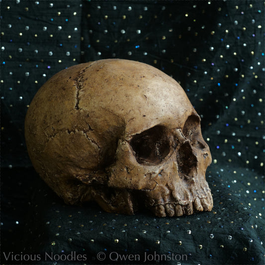 Human skull replica, fossil finish, reddish brown