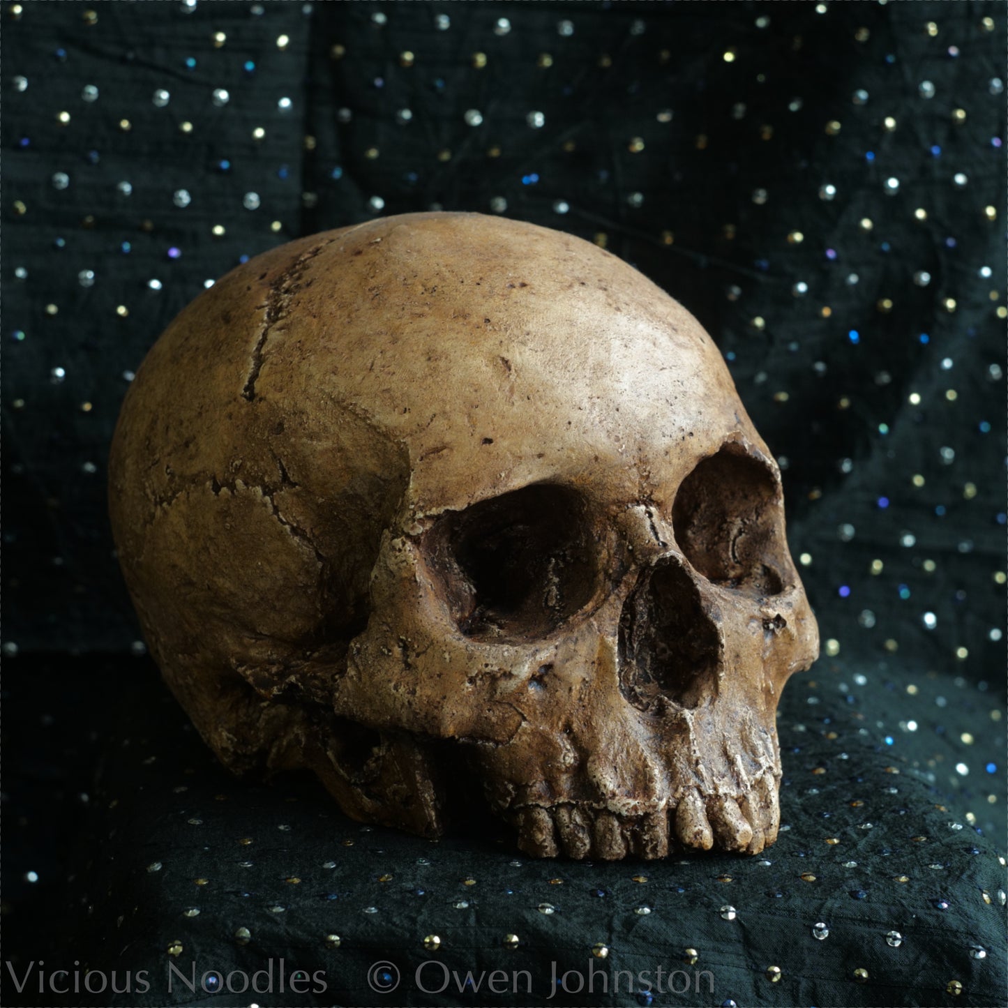 Human skull replica, fossil finish, reddish brown