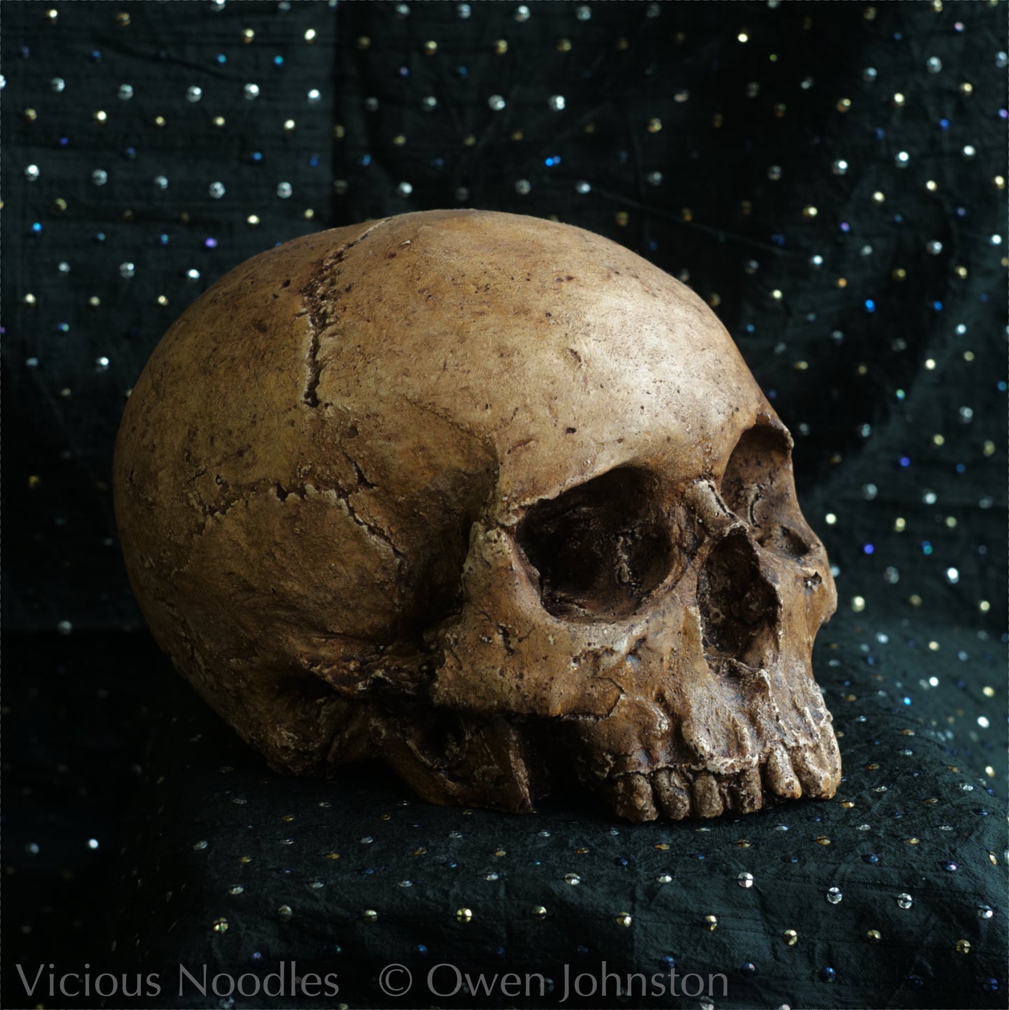 Human skull replica, fossil finish, reddish brown