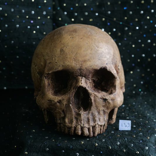 Human skull replica, fossil finish, reddish brown