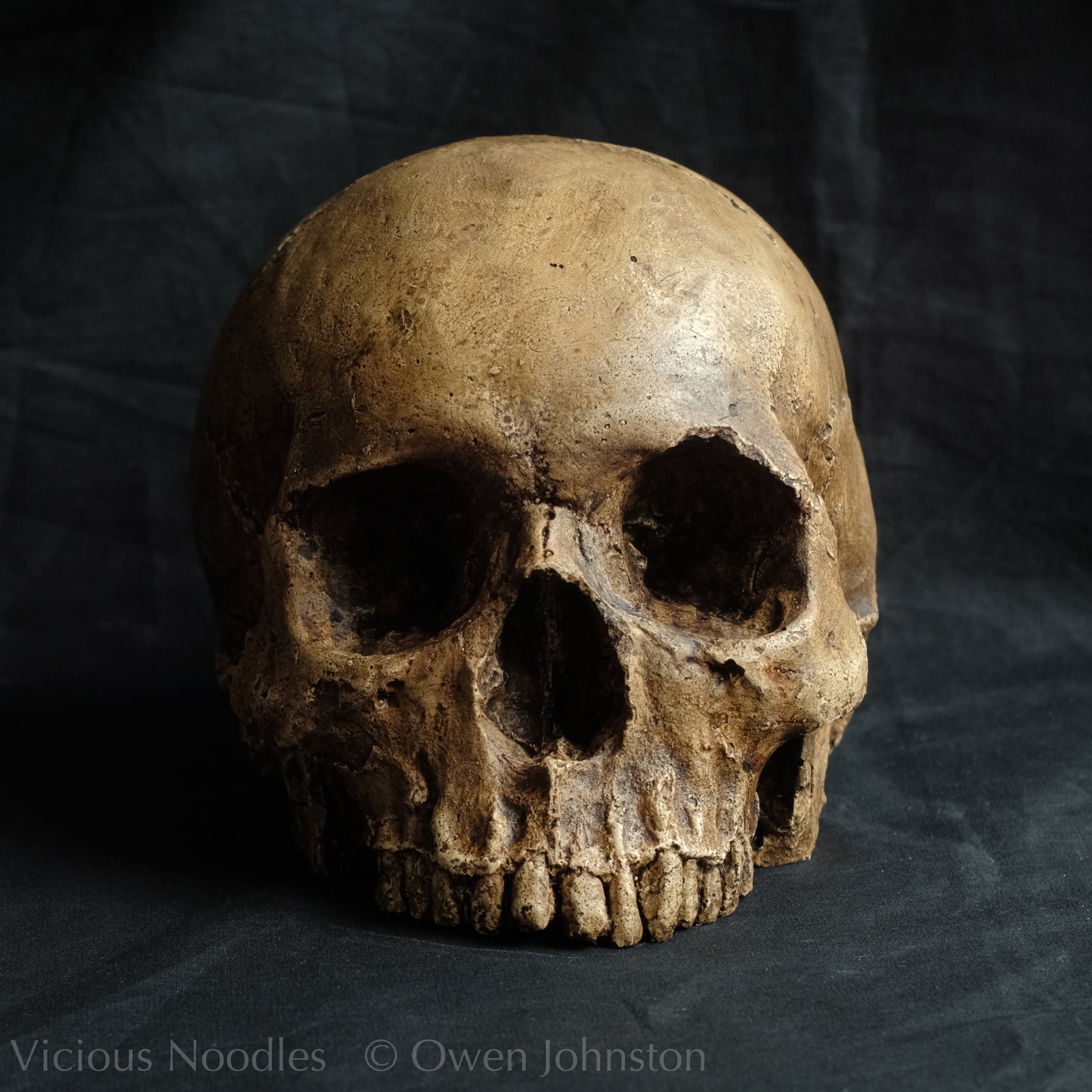 Human skull replica, fossil finish, dark brown
