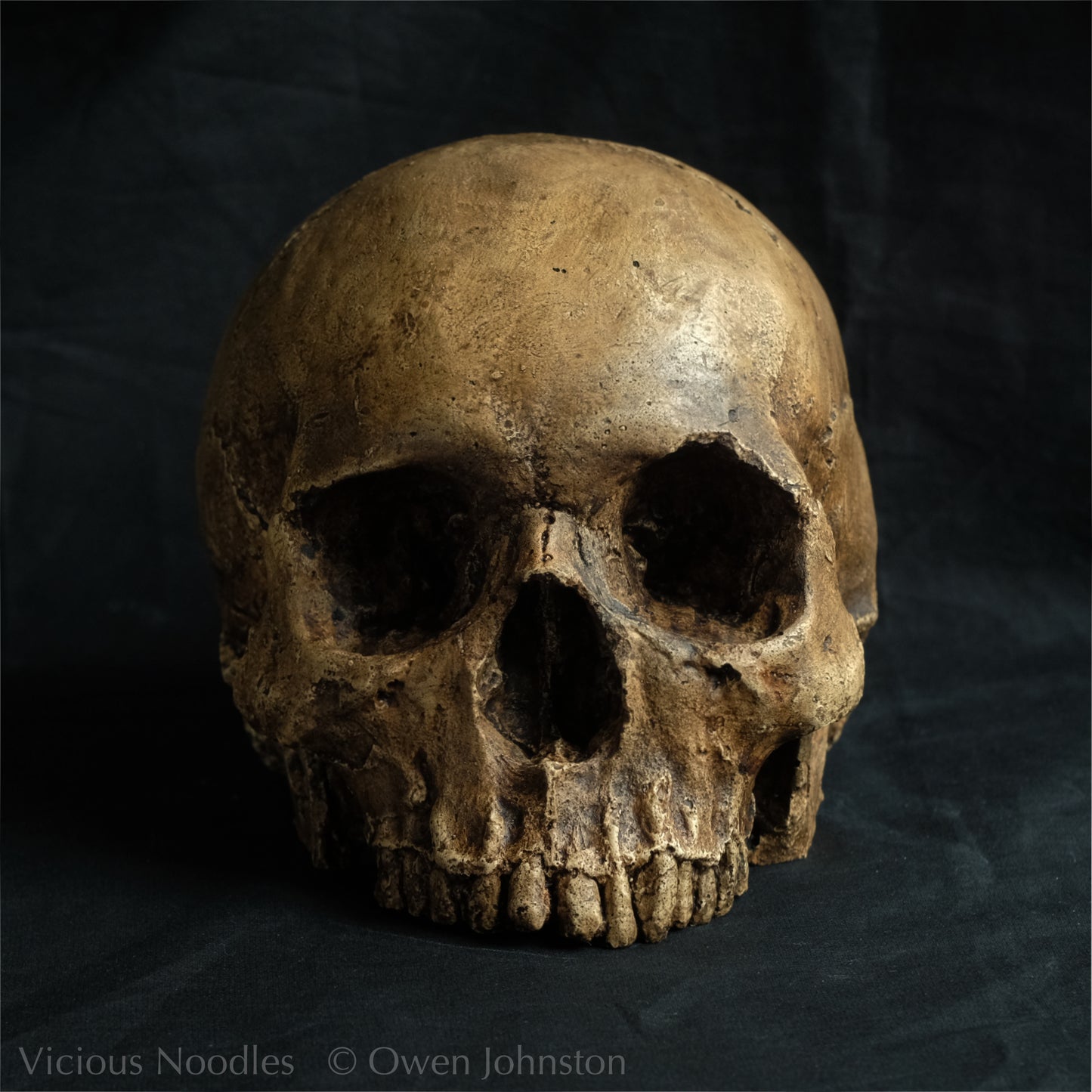Human skull replica, fossil finish, dark brown