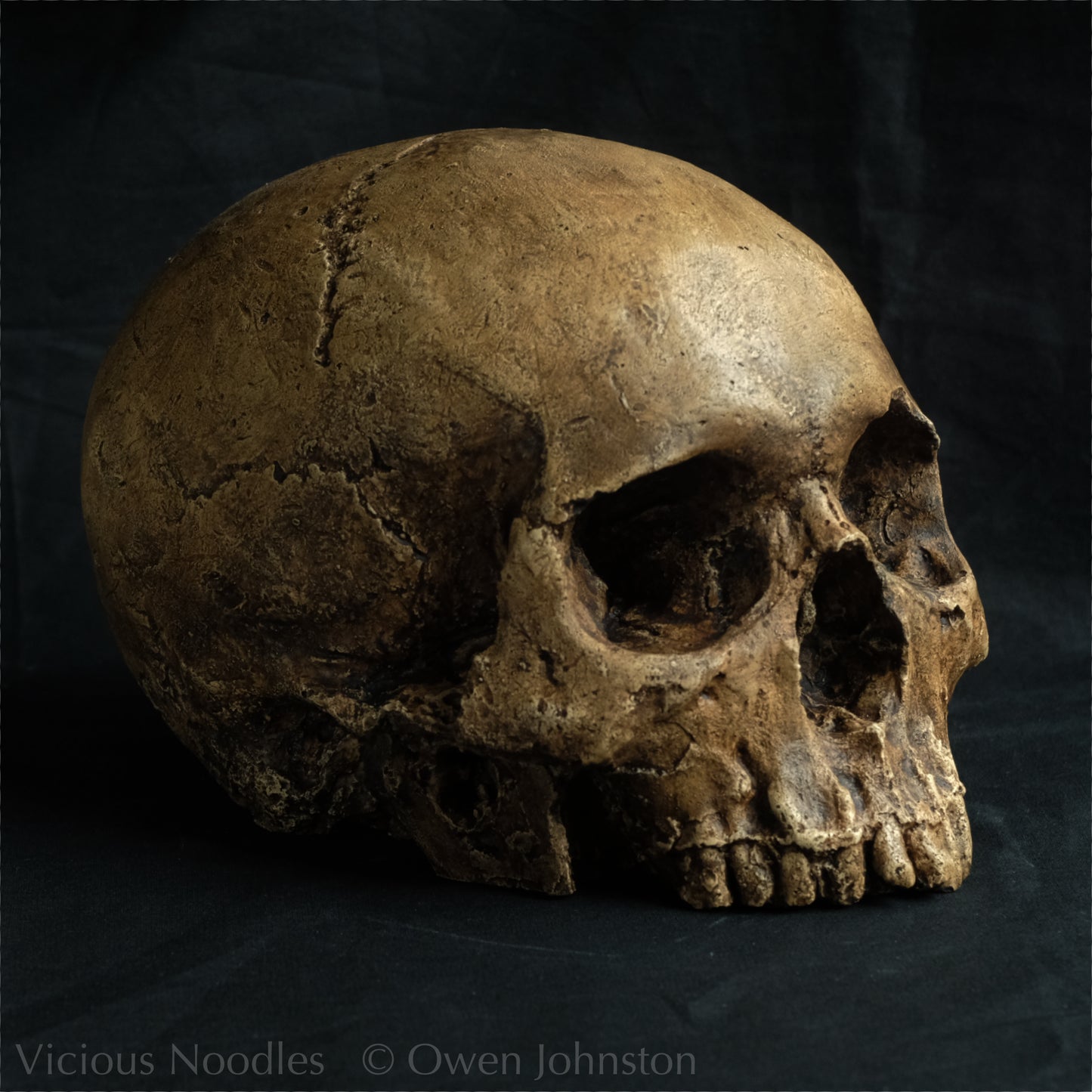 Human skull replica, fossil finish, dark brown