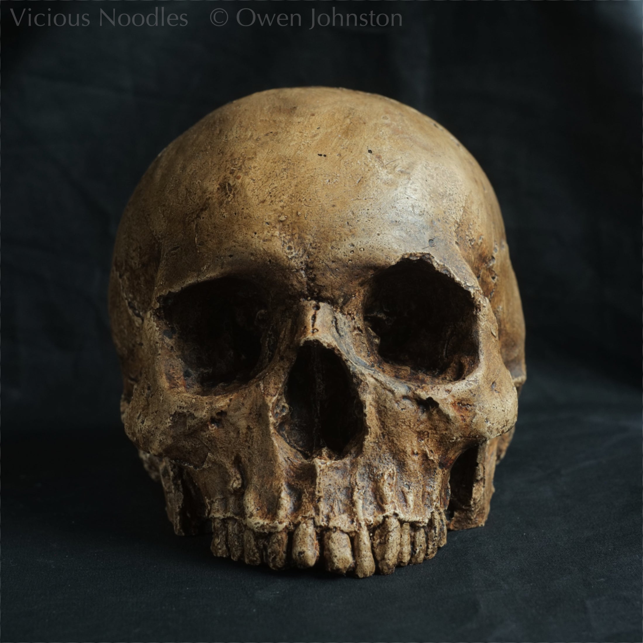 Human skull replica, fossil finish, dark brown – Vicious Noodles