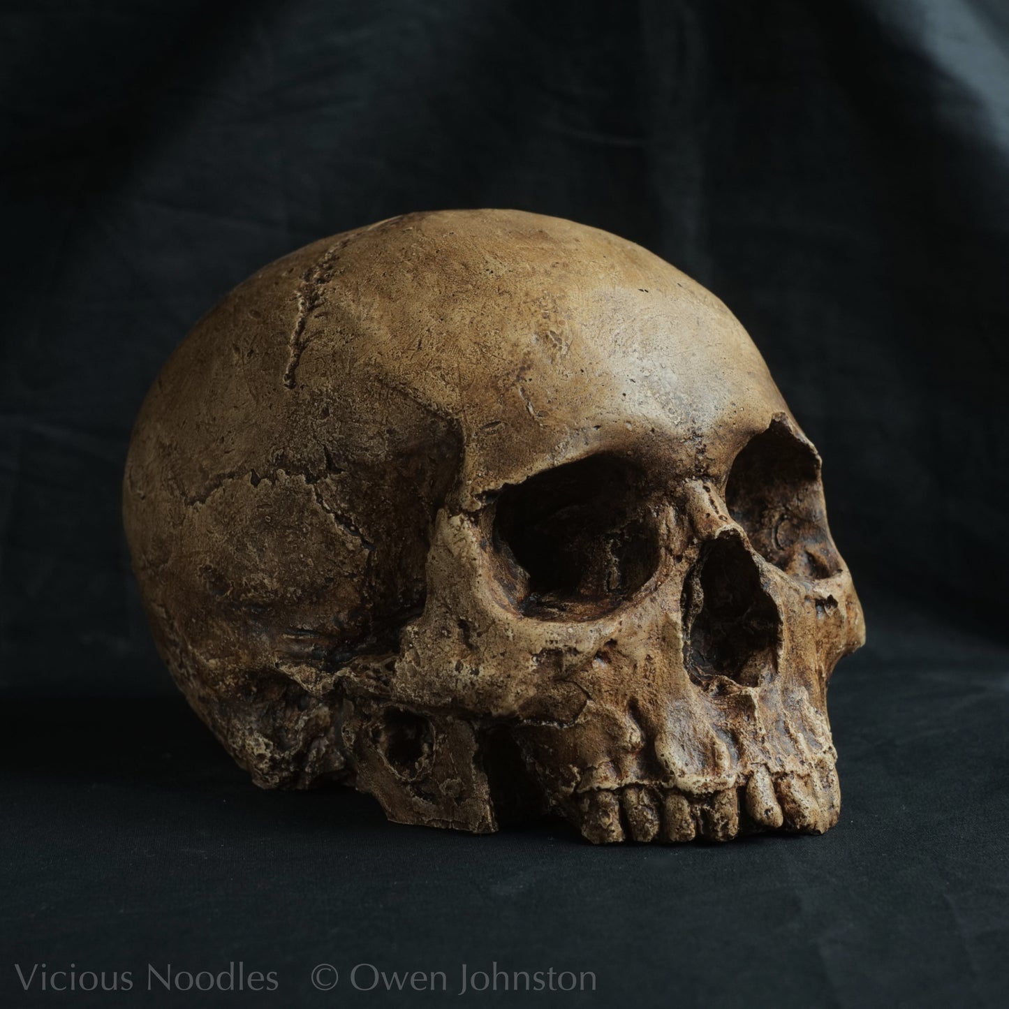 Human skull replica, fossil finish, dark brown