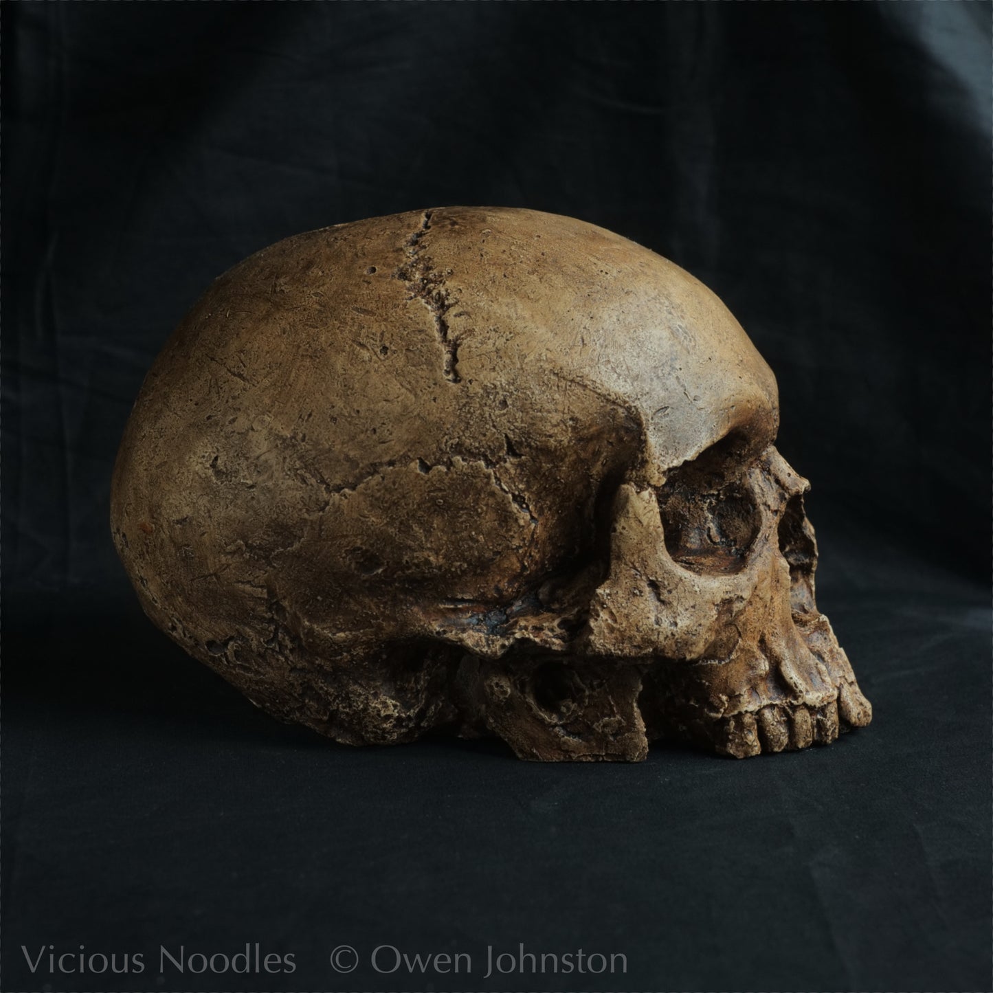 Human skull replica, fossil finish, dark brown