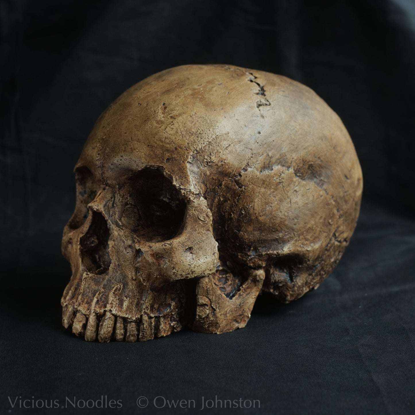 Human skull replica, fossil finish, dark brown