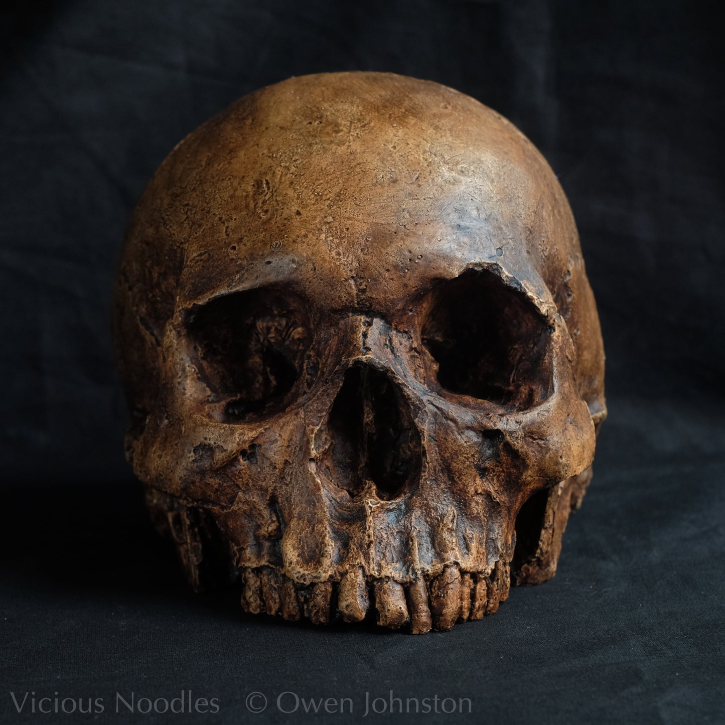 Human skull replica, reddish brown fossil effect