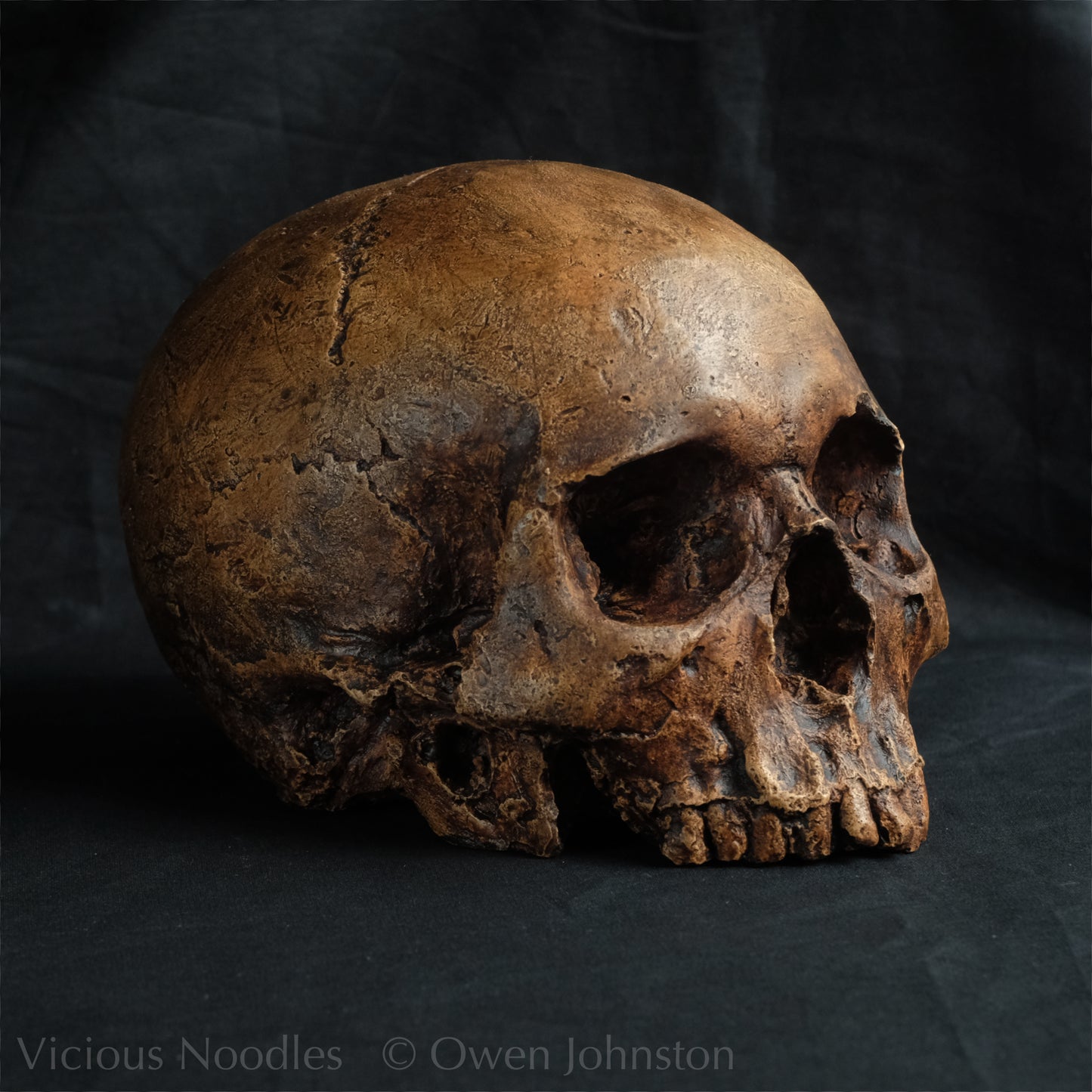 Human skull replica, reddish brown fossil effect