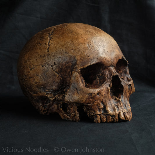 Human skull replica, reddish brown fossil effect