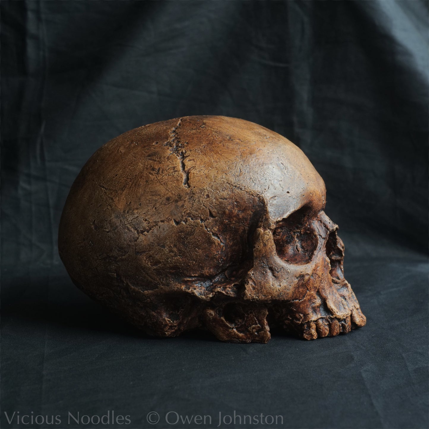 Human skull replica, reddish brown fossil effect