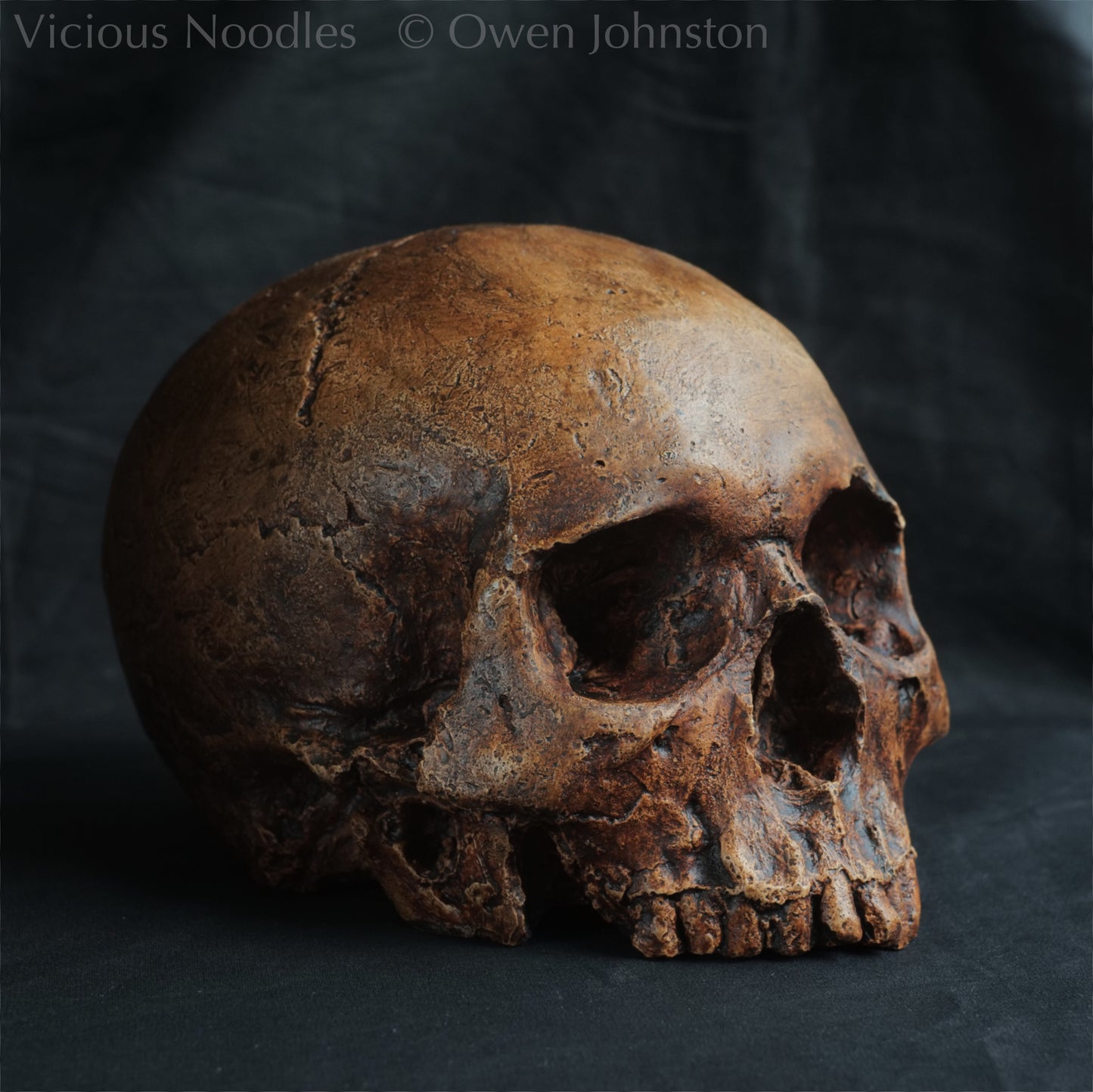 Human skull replica, reddish brown fossil effect