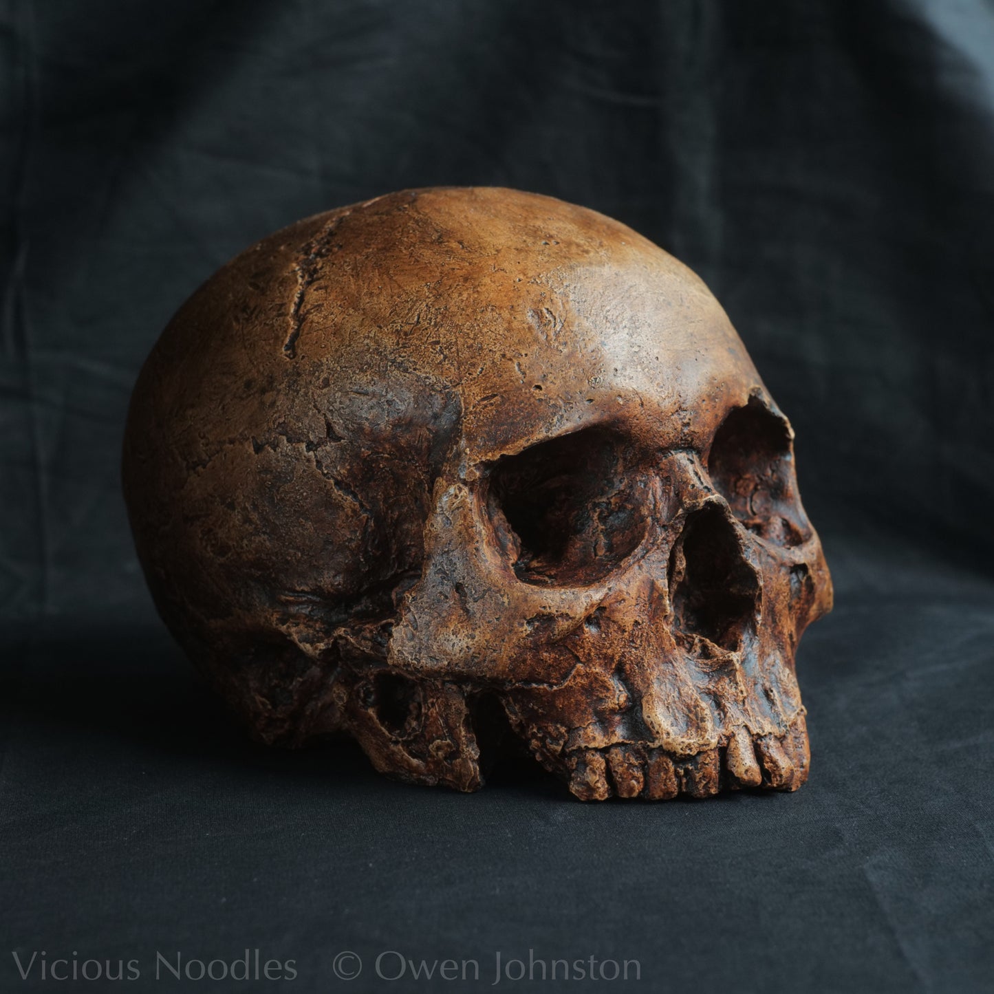 Human skull replica, reddish brown fossil effect