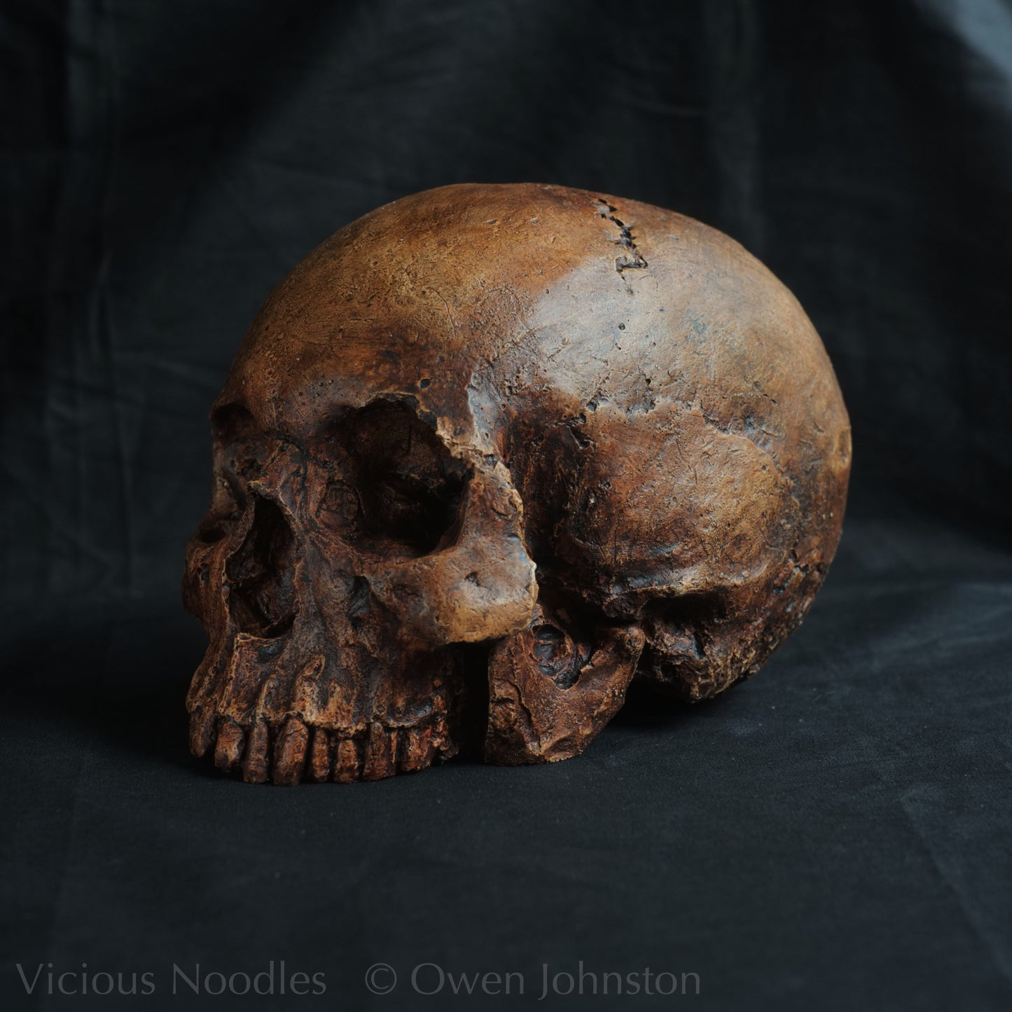 Human skull replica, reddish brown fossil effect