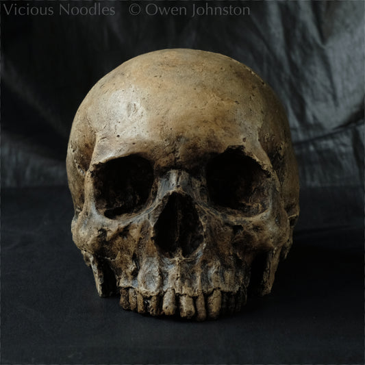 A realistic human skull replica, minus lower jaw, painted for a dark highly aged finish in various shades of brown.
