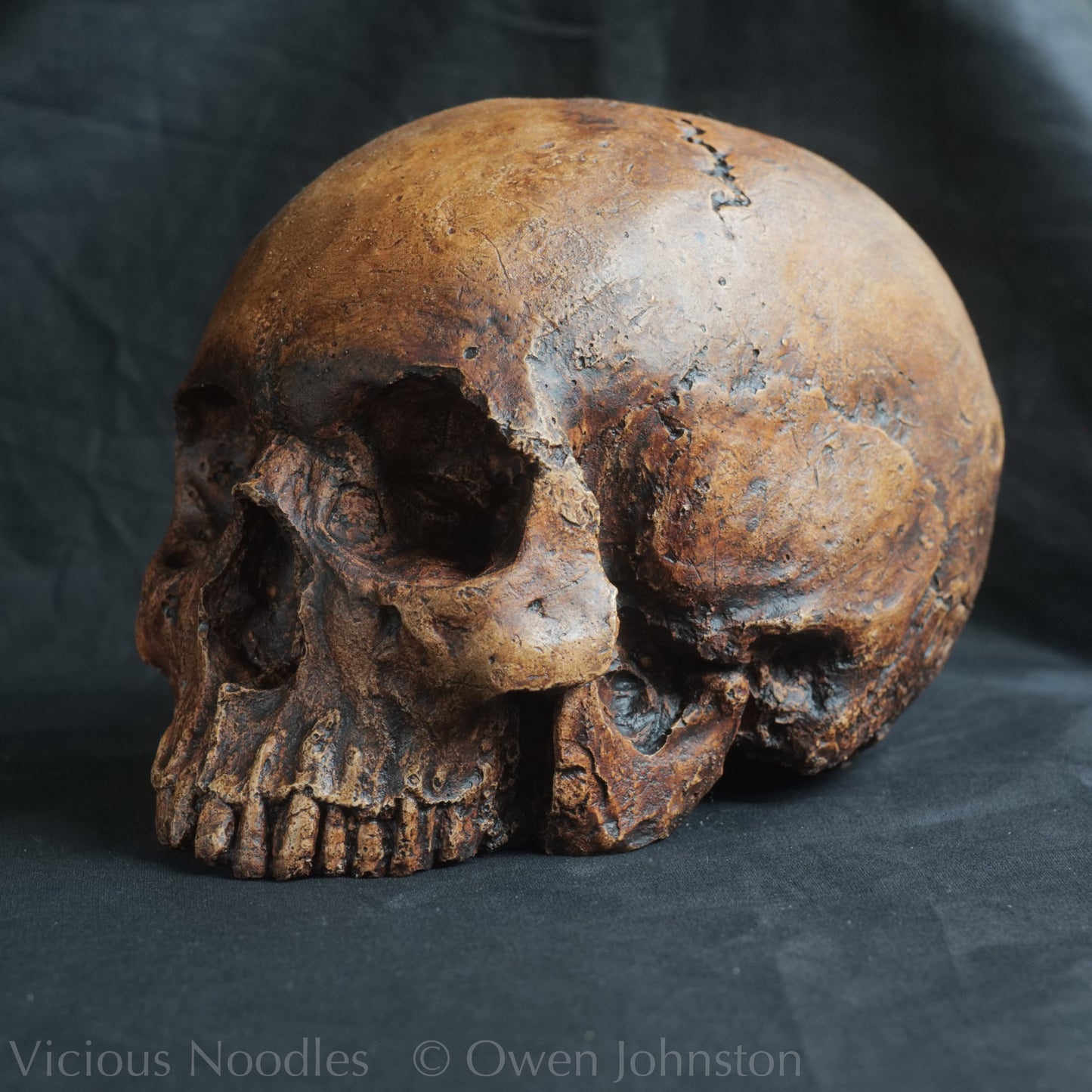 Human skull replica, antique fossil finish, reddish brown