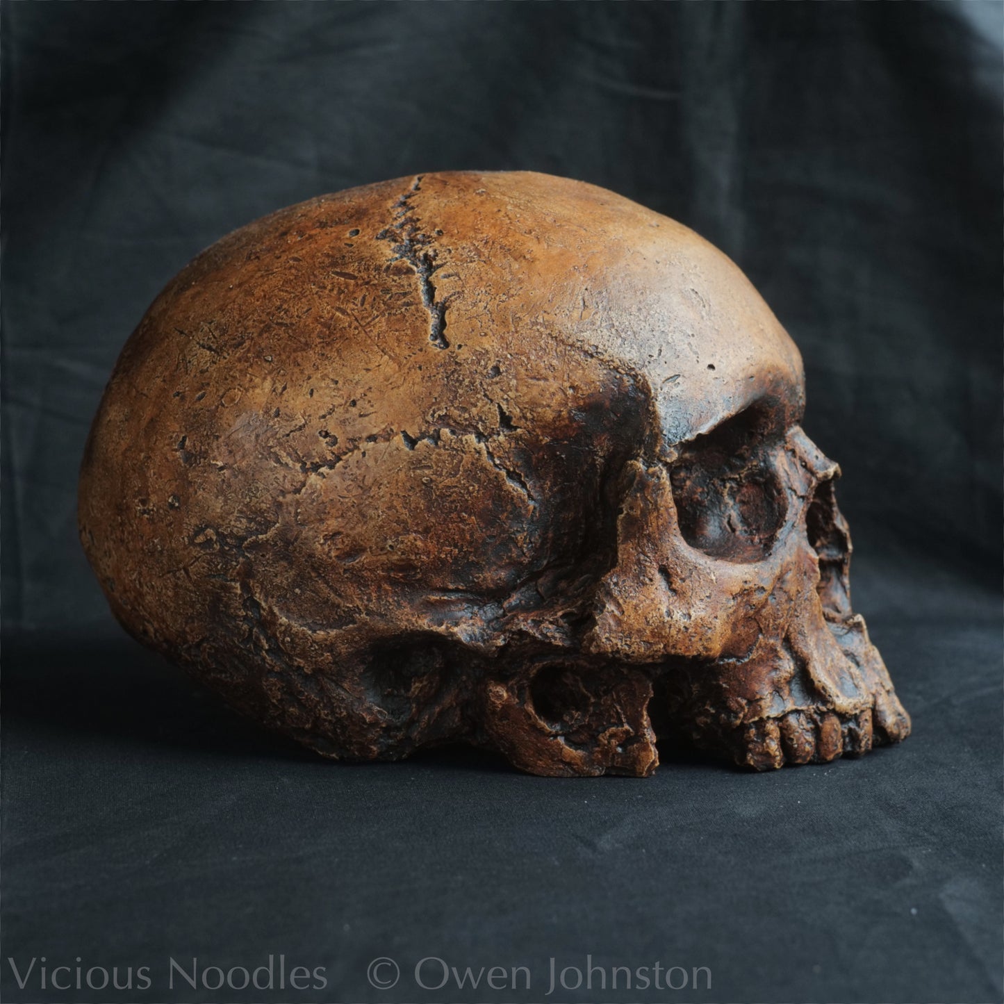 Human skull replica, antique fossil finish, reddish brown