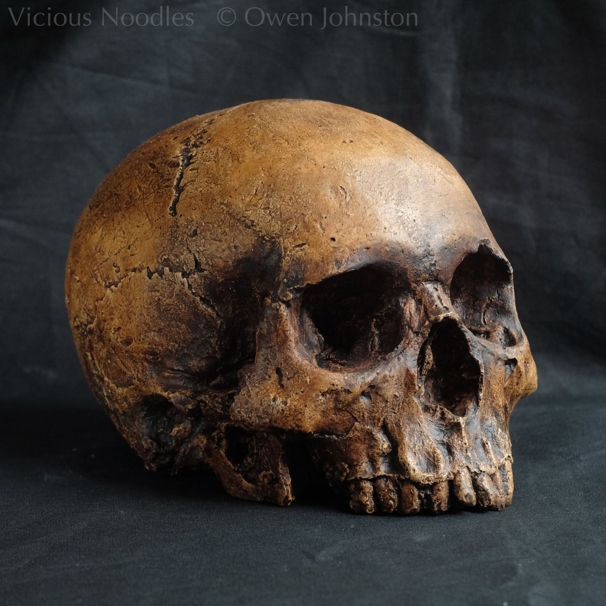 Realistic full size human skull replica without lower jaw painted in reddish and dark browns so as to resemble an ancient fossil.