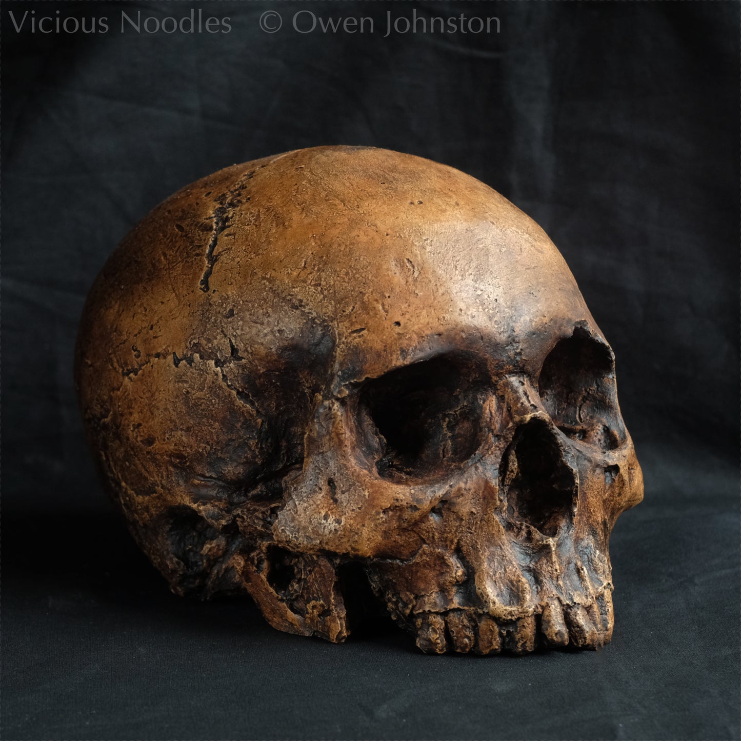 Realistic full size human skull replica without lower jaw against a dark background painted in reddish and dark browns so as to resemble an ancient fossil.