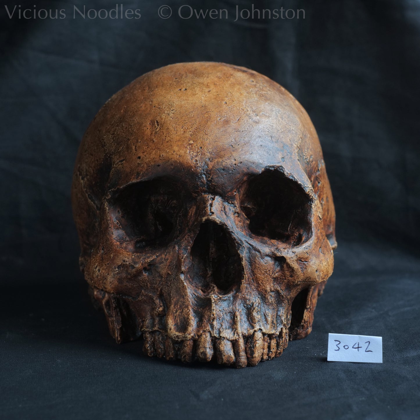 Human skull replica, antique fossil finish, reddish brown