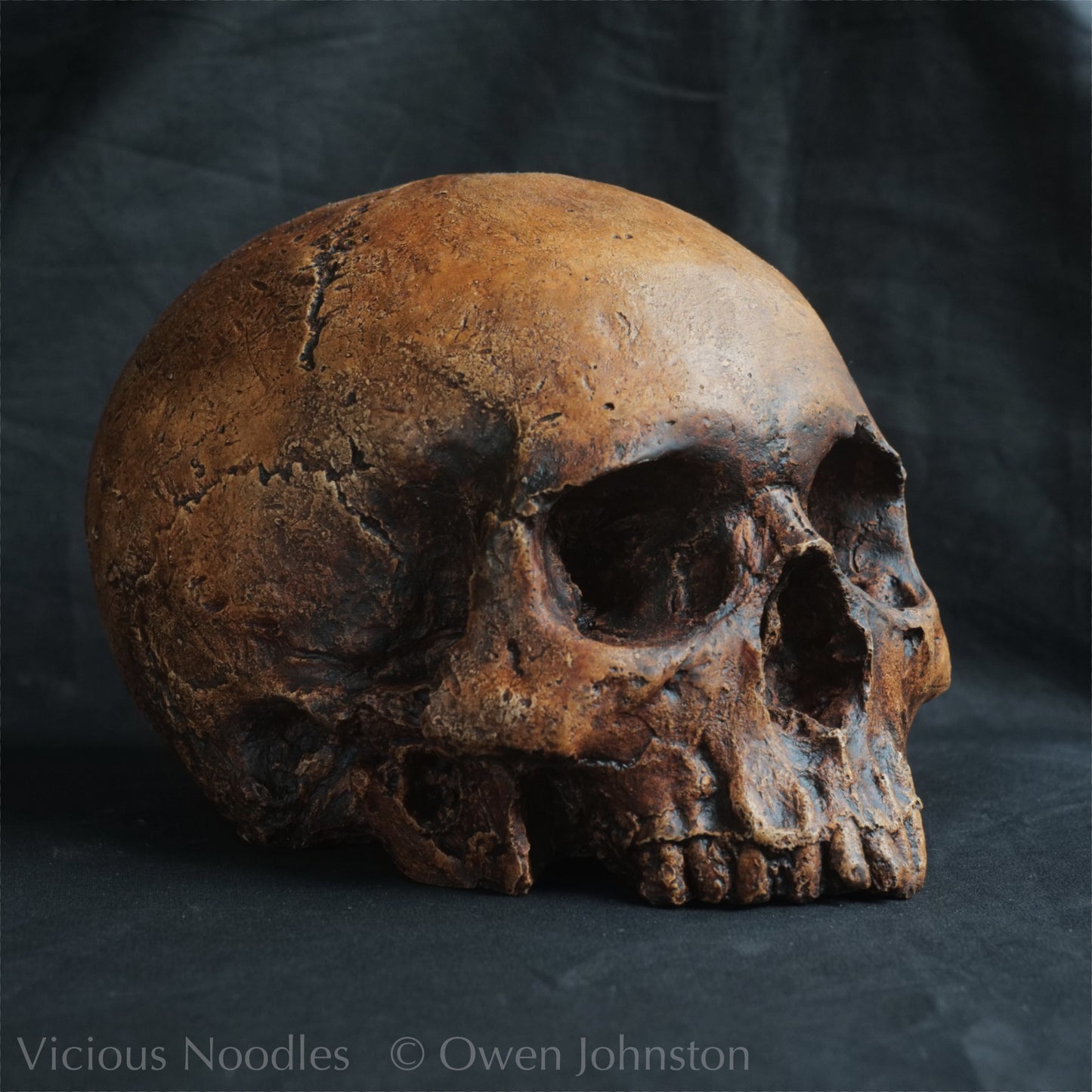 Human skull replica, antique fossil finish, reddish brown