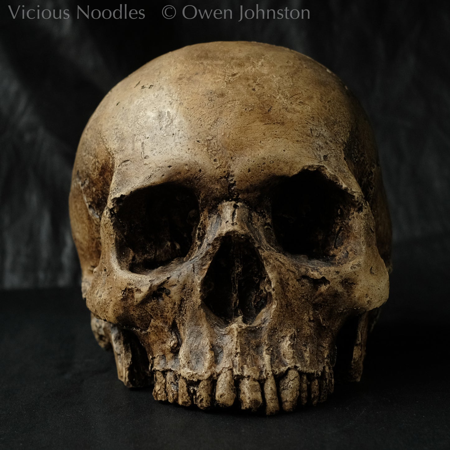 Human skull replica, fossil finish, reddish brown