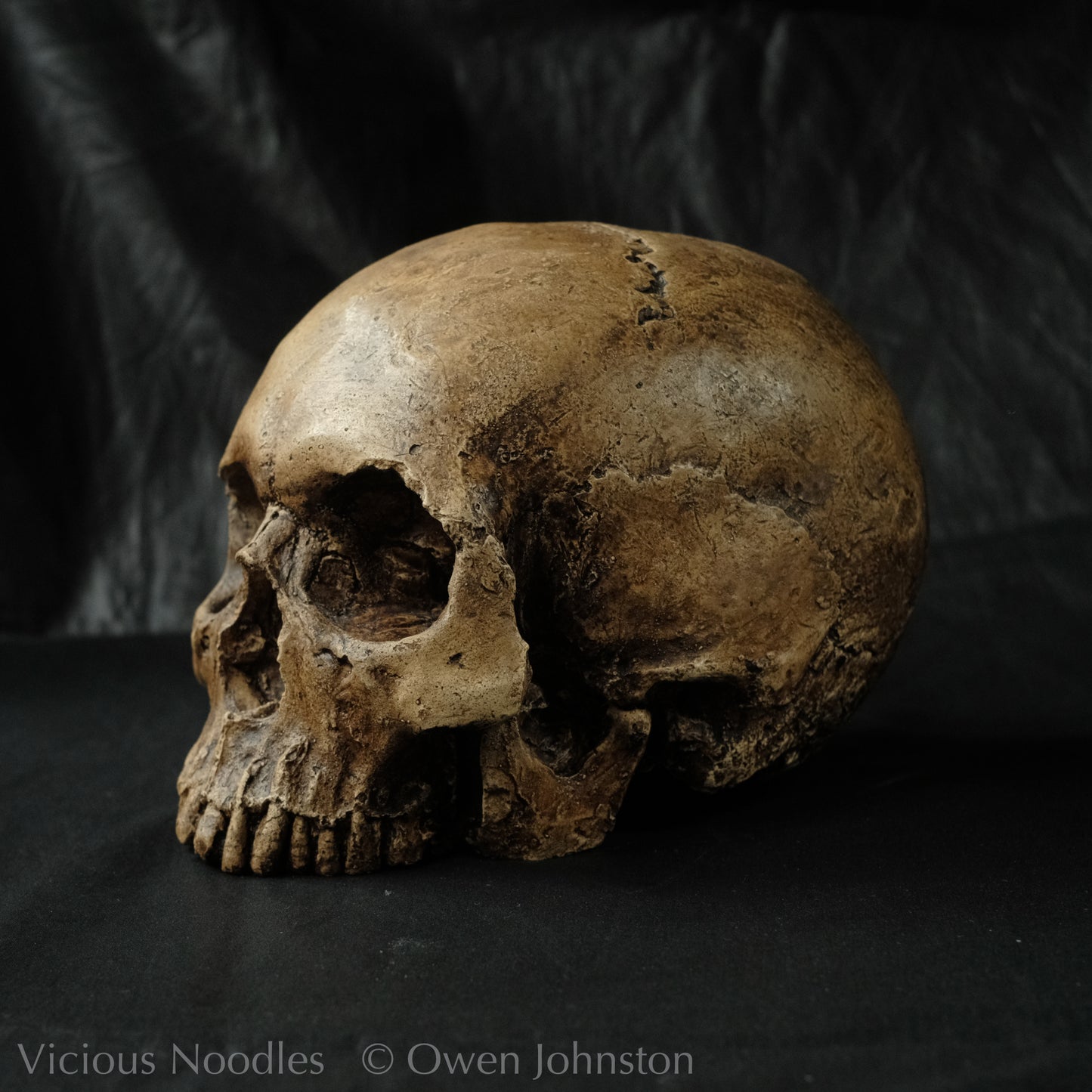 Human skull replica, fossil finish, reddish brown
