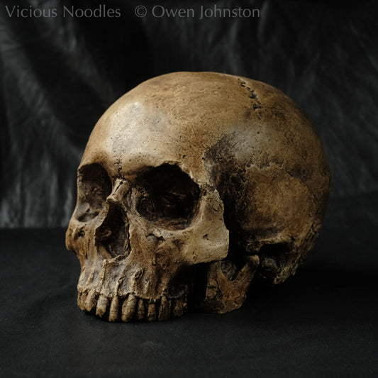Human skull replica, fossil finish, reddish brown