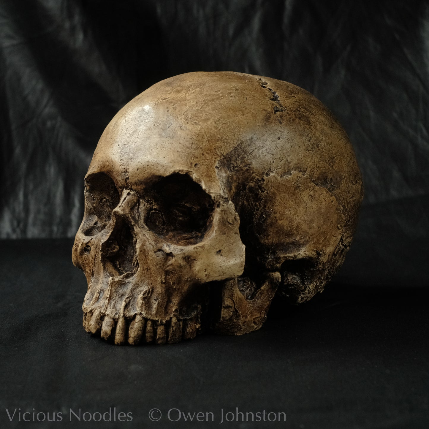 Human skull replica, fossil finish, reddish brown