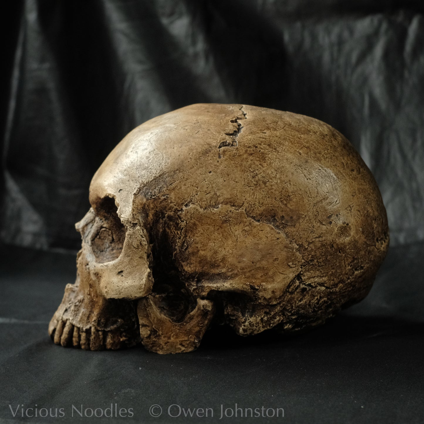 Human skull replica, fossil finish, reddish brown