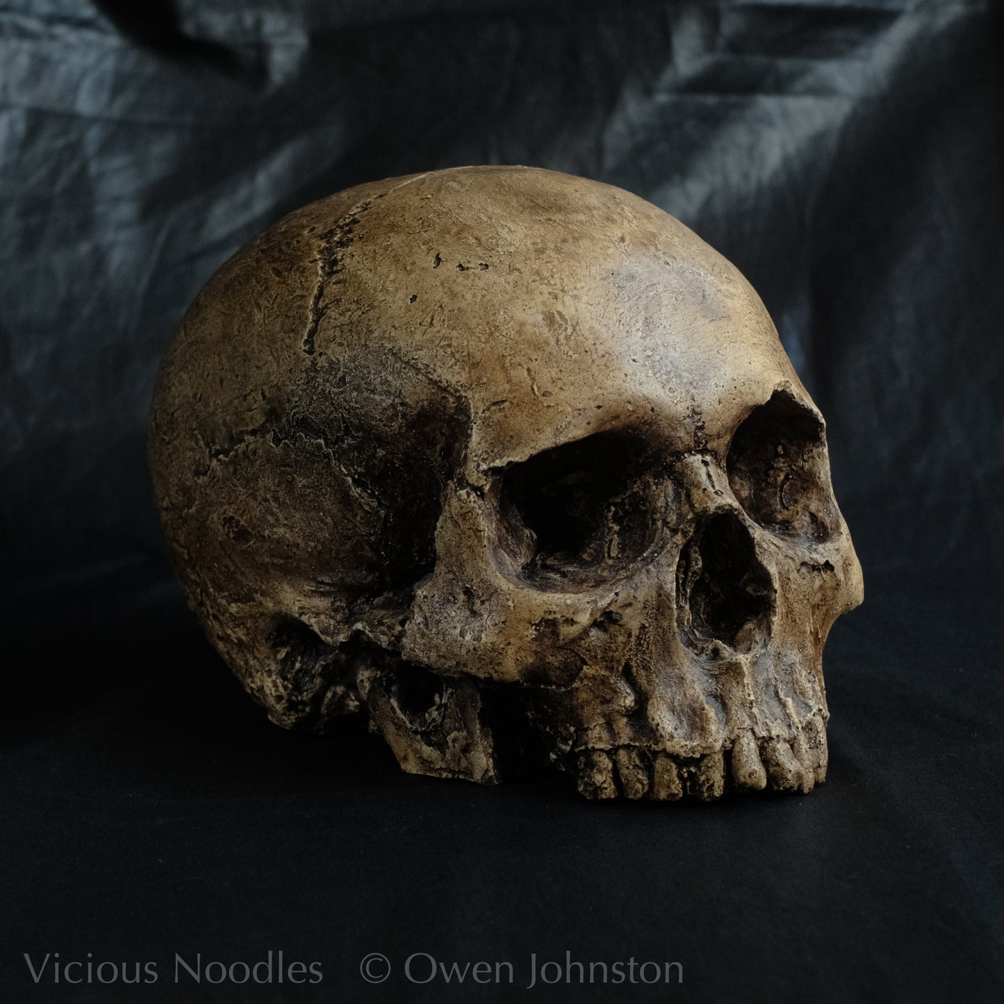Human skull replica, fossil finish, reddish brown