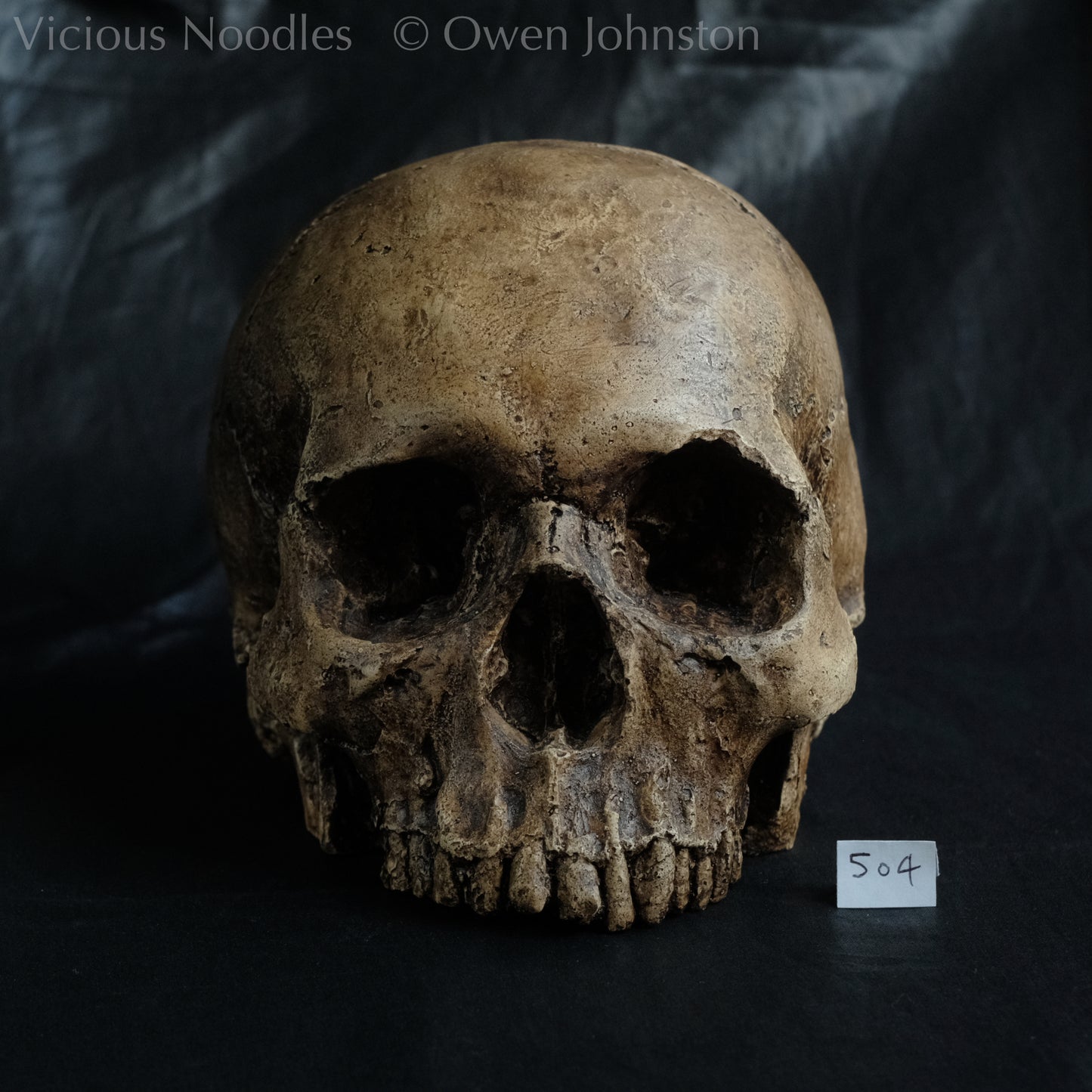 Human skull replica, fossil finish, reddish brown